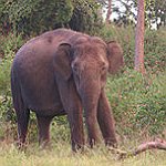 BucketList + Volunteer At Elephant Sanctuary = ✓