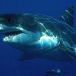 BucketList + See A Great White Shark ... = ✓