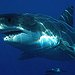 BucketList + See A Great White Shark ... = ✓