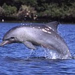 BucketList + Swim With Dolphins = ✓