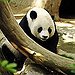 BucketList + Visit 10 Uk Zoo's = ✓
