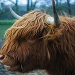 BucketList + Own A Highland Cow = ✓