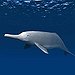 BucketList + Swim With Pink Dolphins In ... = ✓
