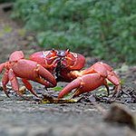 BucketList + See The Crab Migration On ... = ✓