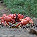 BucketList + See The Crab Migration On ... = ✓