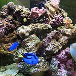 BucketList + Own An Aquarium = ✓