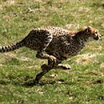 BucketList + See A Cheetah Run = ✓