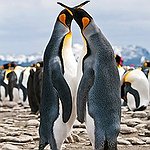BucketList + See Penguins In Natural Habitat = ✓
