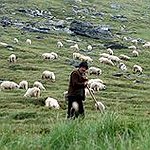BucketList + Herd A Flock Of Sheep = ✓