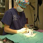 BucketList + Get Into Veterinary School = ✓