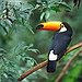 BucketList + Birdwatching In Costa Rica = ✓