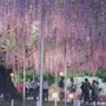 BucketList + Go To The Wisteria Flower ... = ✓