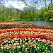 BucketList + See The Tulip Fields-Netherlands = ✓