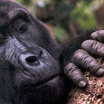 BucketList + See Mountain Gorillas In Rwanda/Uganda = ✓
