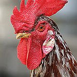 BucketList + Own Chickens = ✓