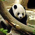 BucketList + See A Panda Bear In ... = ✓