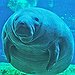 BucketList + Swim With Manatees = ✓