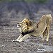 BucketList + Go On A Safari In ... = ✓