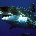 BucketList + Go Shark-Cage Diving = ✓