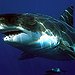 BucketList + Go Shark-Cage Diving = ✓