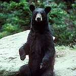 BucketList + Pet A Bear = ✓