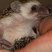 BucketList + Adopt A Hedgehog = ✓