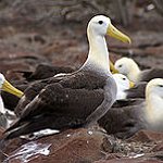 BucketList + Go To The Galapagos Islands = ✓
