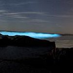 BucketList + See Glowing Fish/Plankton = ✓