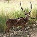 BucketList + Shoot A Trophy Buck = ✓