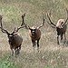 BucketList + Shoot A Elk = ✓
