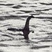 BucketList + Visit Loch Ness Monster = ✓