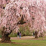 BucketList + Have A Photo Under Blooming ... = ✓