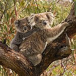 BucketList + Hold A Koala = ✓