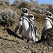 BucketList + Swim With Penguins At African ... = ✓