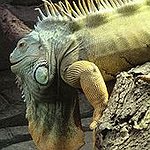 BucketList + Own Another Iguana = ✓