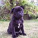 BucketList + Get A Puppy = ✓