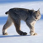 BucketList + Go To A Minnesota Lynx ... = ✓