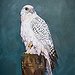 BucketList + Find A Falconry Sponsor. = ✓