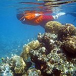 BucketList + Go Snorkeling In A Coral ... = ✓
