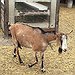 BucketList + Buy A Goat = ✓