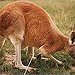 BucketList + See A Live Kangaroo, In ... = ✓