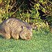 BucketList + See A Wombat In The ... = ✓