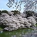 BucketList + See Cherry Blossom In Japan = ✓