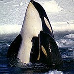 BucketList + See An Orca In The ... = ✓