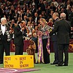 BucketList + Attend The Westminster Dog Show = ✓