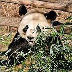 BucketList + Visit The National Zoo = ✓