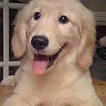 BucketList + Get A Golden Retriever = ✓