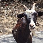 BucketList + Feed A Baby Goat Or ... = ✓