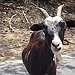BucketList + Feed A Baby Goat Or ... = ✓