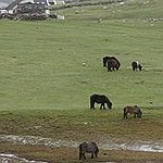 BucketList + See Shetland Ponies In Shetland ... = ✓